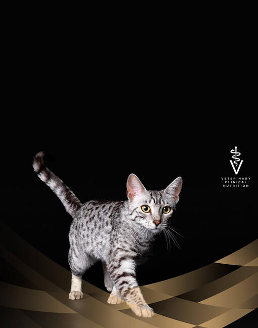Chat sur fond noir