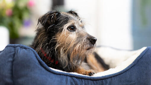 La pancréatite chez le chien