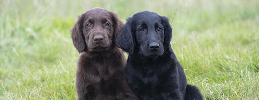 Deux Golden Retriever, un noir et un marron, sont assis dans un pré côte à côte.