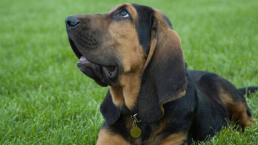 Un chien âgé assis dans un pré illustre les faits étonnants sur les chiens.