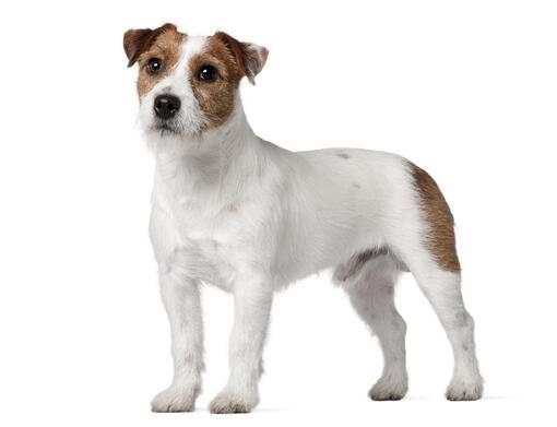 Jack Russell terrier