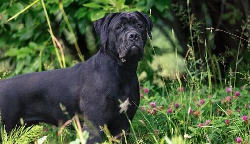 Cane Corso