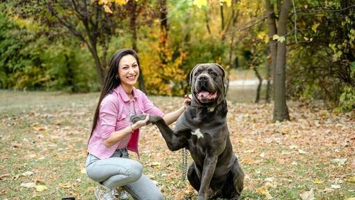 Cane Corso