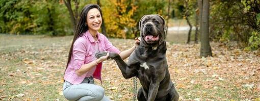 Cane Corso : tout savoir sur cette race de chien