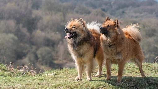 Eurasier