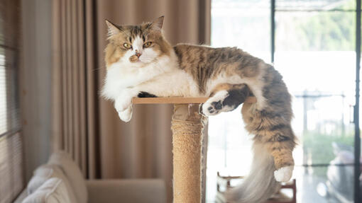 15 des plus belles races de chats à poils longs