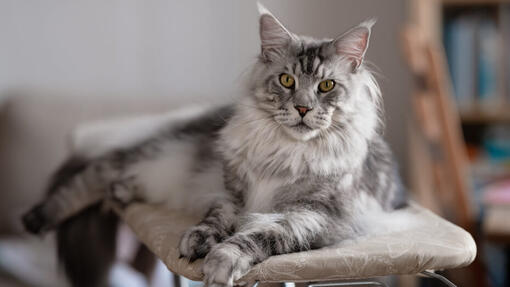 15 des plus belles races de chats à poils longs