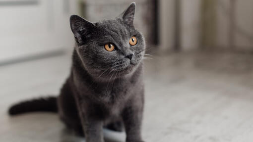 Les chats peuvent-ils manger du beurre de cacahuète ?
