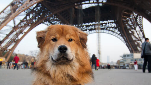 Les meilleurs noms de chiens français