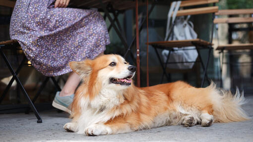 Les meilleurs noms de chiens français