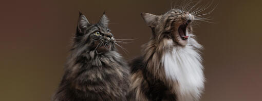 15 des plus belles races de chats à poils longs