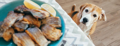 Les chiens peuvent-ils manger du maquereau ?