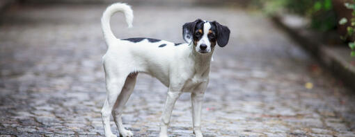 Les meilleurs noms de chiens français