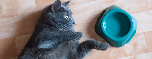 Comment rafraîchir un chat en été