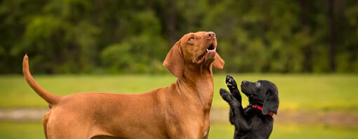 Présenter un chiot à un chien plus âgé