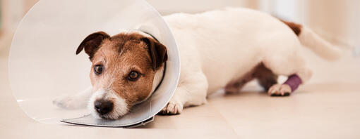 Voici comment empêcher votre chien de lécher sa plaie