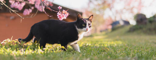 Top 90 des noms de chats japonais