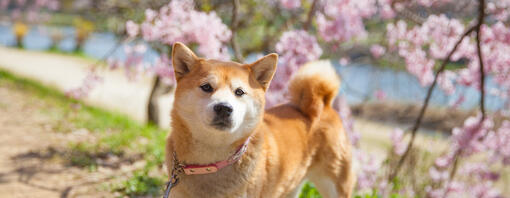 Top 90 des noms de chiens japonais