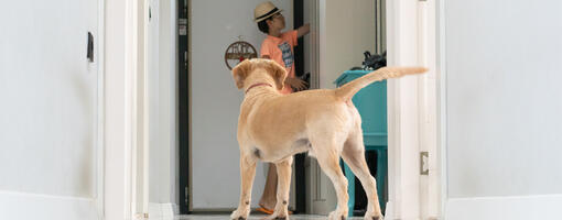 Pourquoi mon chien me suit-il partout ?