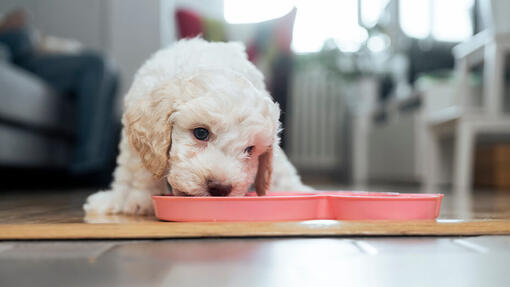 Quelle quantité de nourriture donner à un chiot ?