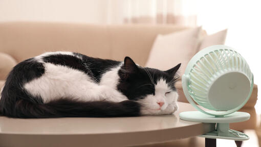 Comment rafraîchir un chat en été