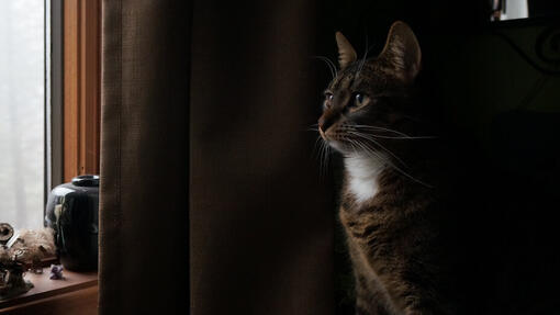 Comment rafraîchir un chat en été