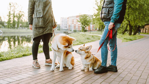 Présenter un chiot à un chien plus âgé