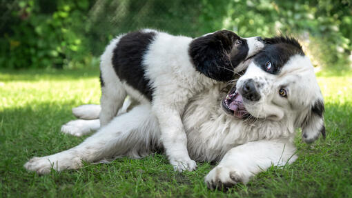 Présenter un chiot à un chien plus âgé