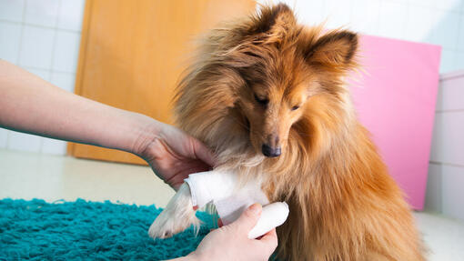 Voici comment empêcher votre chien de lécher sa plaie