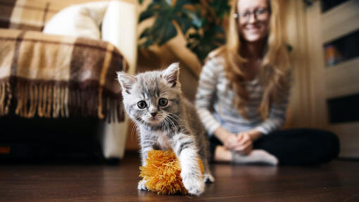 Présenter un chaton à un chat plus âgé