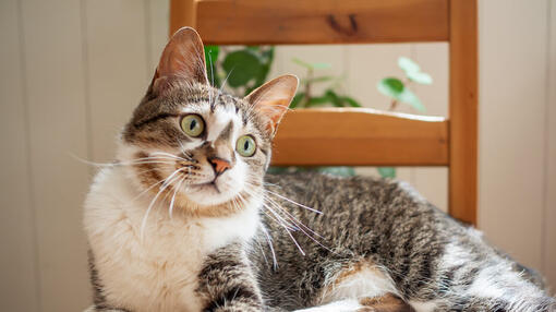Top 90 des noms de chats japonais