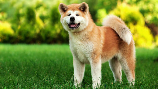 Top 90 des noms de chiens japonais
