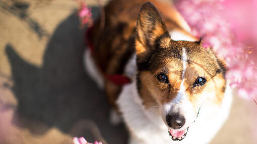 Top 90 des noms de chiens japonais