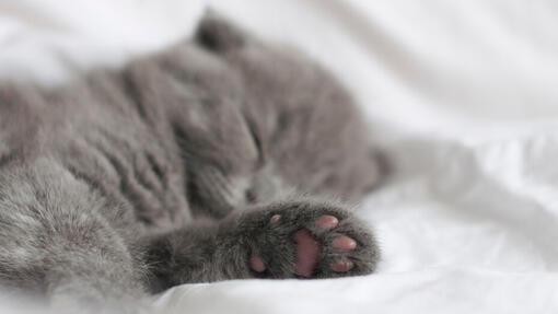 25 anecdotes sur les chatons