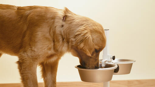 Qu'est-ce qu'une alimentation hypoallergénique pour chiens ?