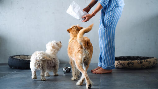 Qu'est-ce qu'une alimentation hypoallergénique pour chiens ?