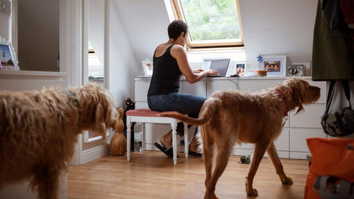 Pourquoi mon chien me suit-il partout ?