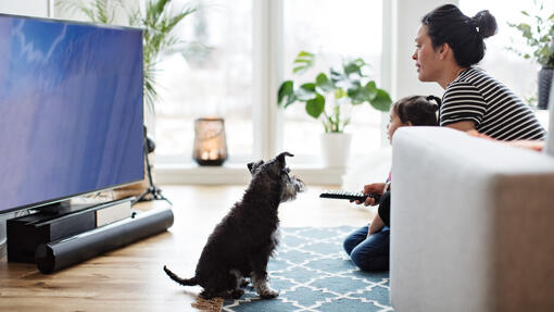 Pourquoi mon chien me suit-il partout ?