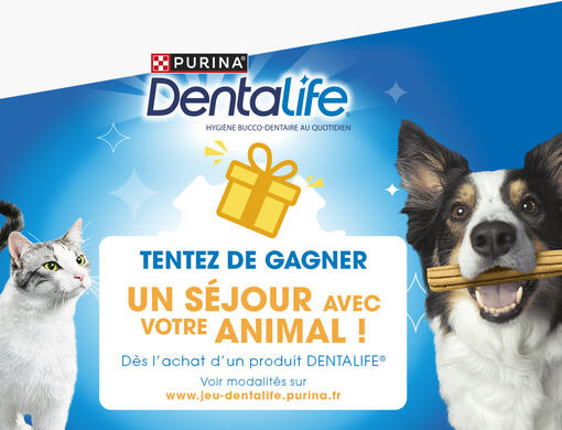 Bannière de promotion Dentalife