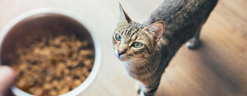 Quelle quantité de nourriture dois-je donner à mon chat ?