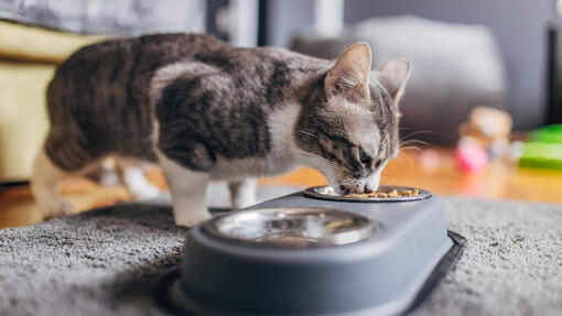 Quelle quantité de nourriture dois-je donner à mon chat ?