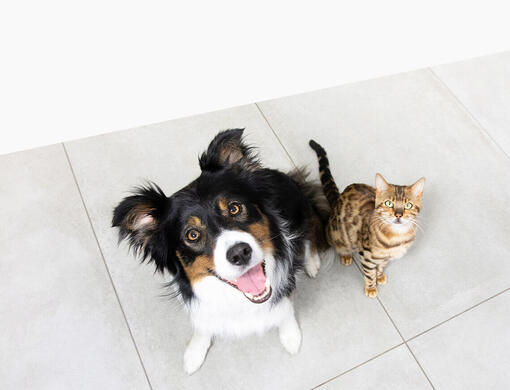 Chien et chat regardant vers le haut