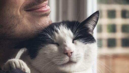Idées de prénoms pour chat mâle