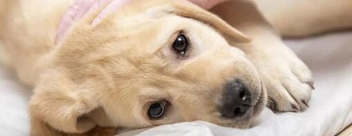 Mon chien a des croûtes sur la peau : que faire ?