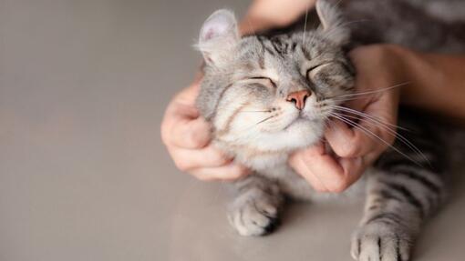 Idées de prénoms pour chat femelle