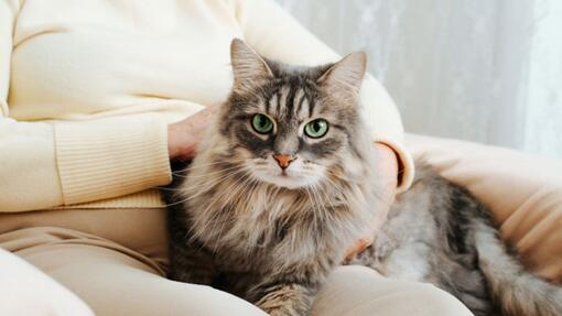 Idées de prénoms pour chat femelle