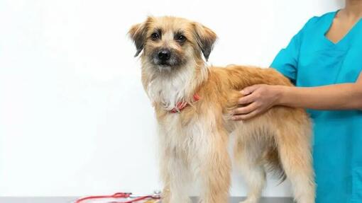 Mon chien a des croûtes sur la peau : que faire ?