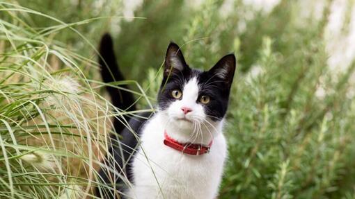 Gingivite chez le chat : tout ce que vous devez savoir