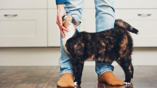 Idées de prénoms pour chat mâle