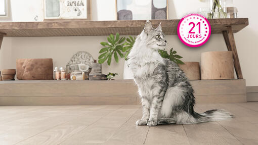 Un chat Maine Coon gris et blanc est assis dans un cadre intérieur serein, à côté d'un logo rose qui met en avant un programm